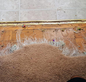 Barefoot Cedar CARPET CLEANING & Stretching